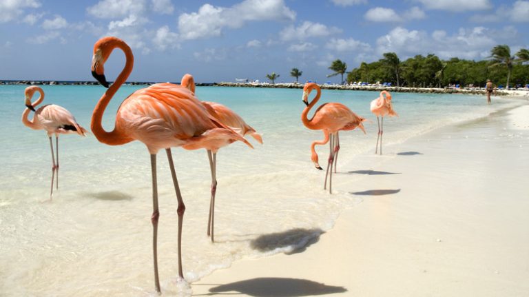 Flamingos of Aruba