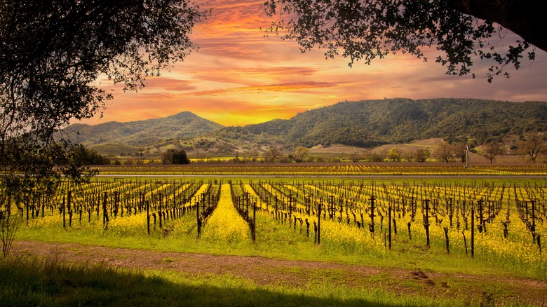 Napa Valley vineyard