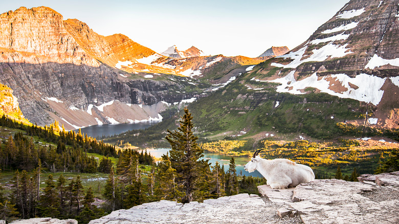 mountain goat overlooking mountain lake