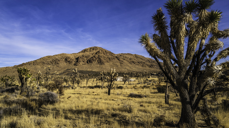 Joshua trees near Cima Dome