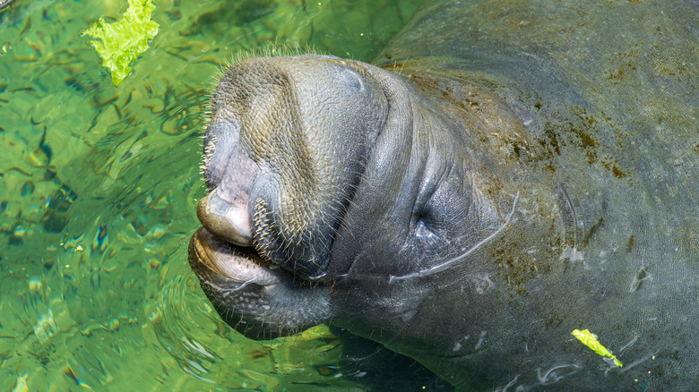 Manatee at Ellie Schiller Homosassa Springs