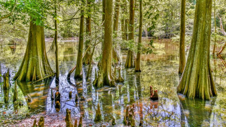 Cypress trees growing in swamp