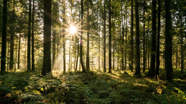 Dense forest with sun behind