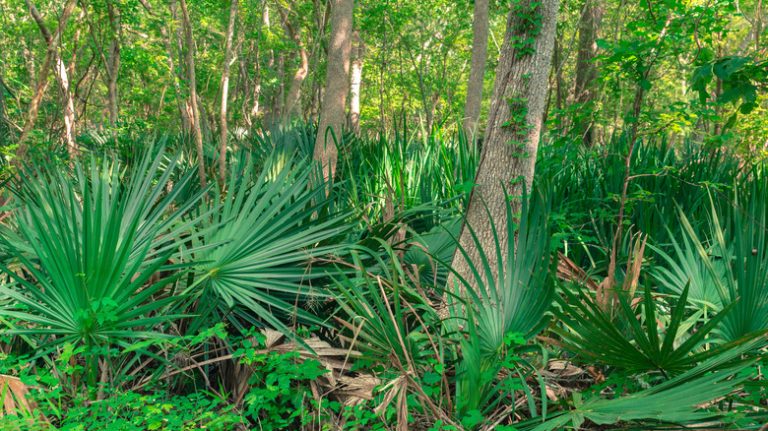 palmettos at Palmetto State Park