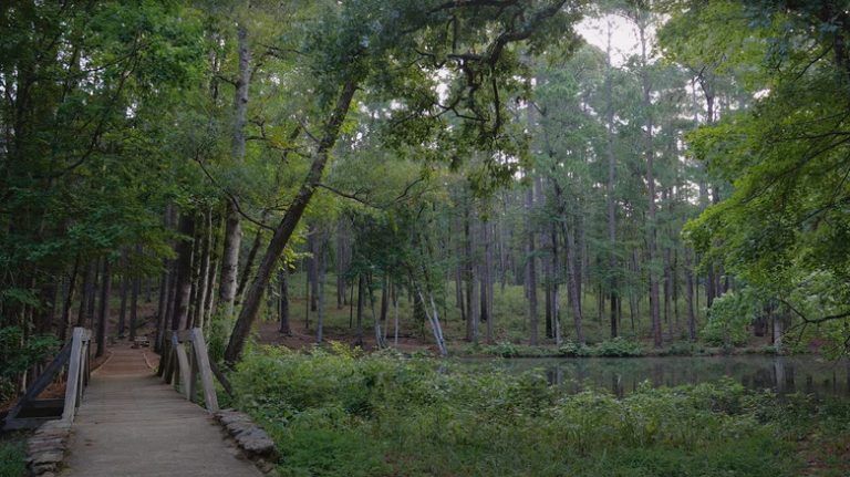 Forested pathway and water in Mission Tejas State Park