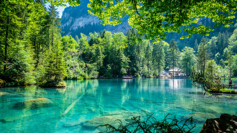 sapphire lake in a forest