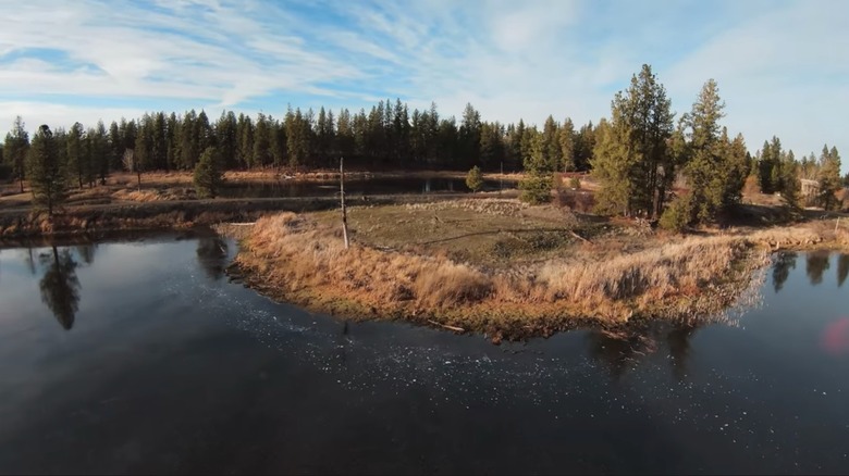 Wetlands in pine forest