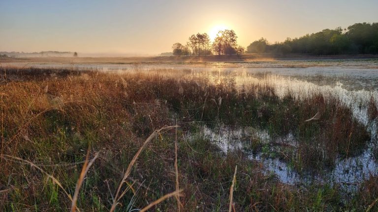 Florida marsh at sunrise