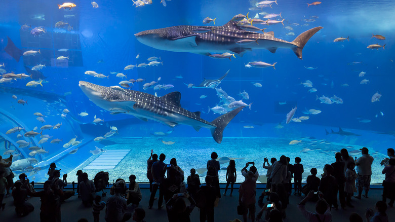 Georgia Aquarium whale sharks visitor silhouettes