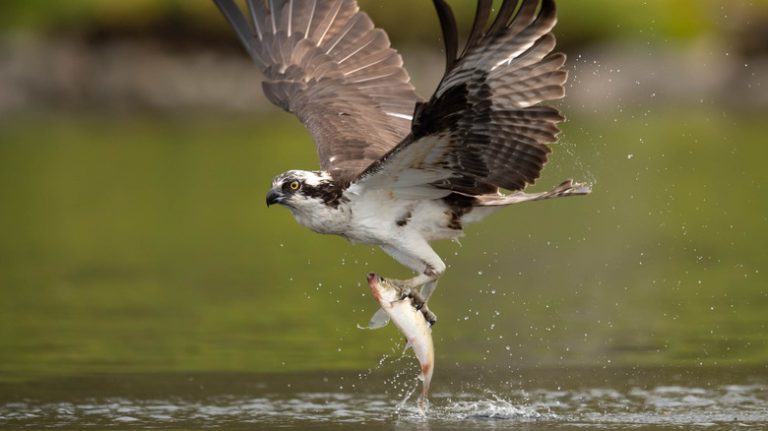 osprey bird catching a fish