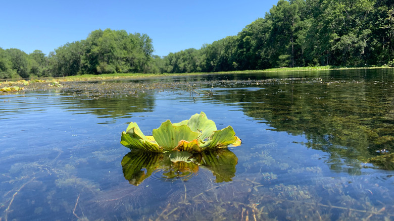 Water hyacinth on the Wacissa River, Florida