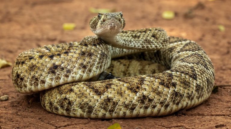 Western diamondback rattlesnake