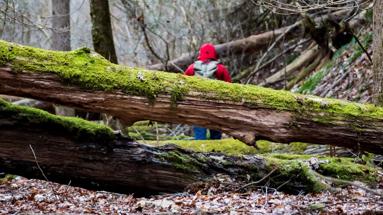 Hiker and mossy forest in Mohican State Park