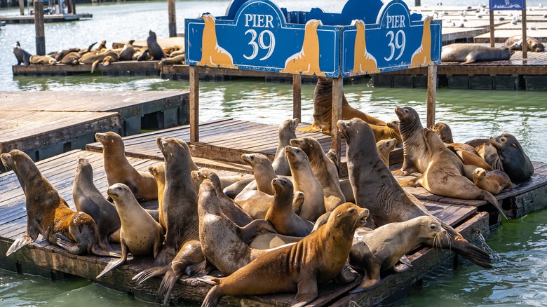 Sea Lions at Pier 39