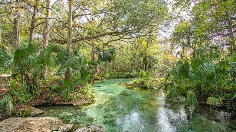 Rock Springs in Florida