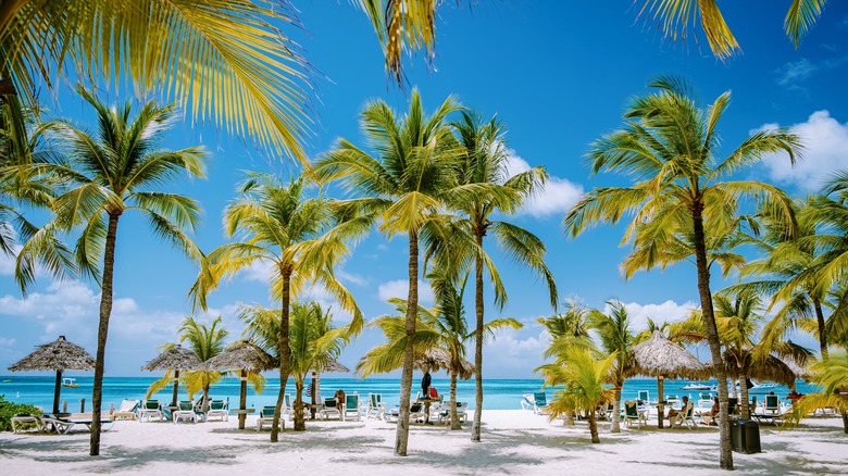 Palm trees of Aruba