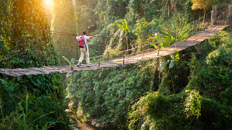 Traveler on a suspension bridge in rainforest