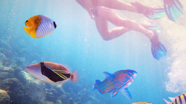 Snorkeling by fish in Hawaii