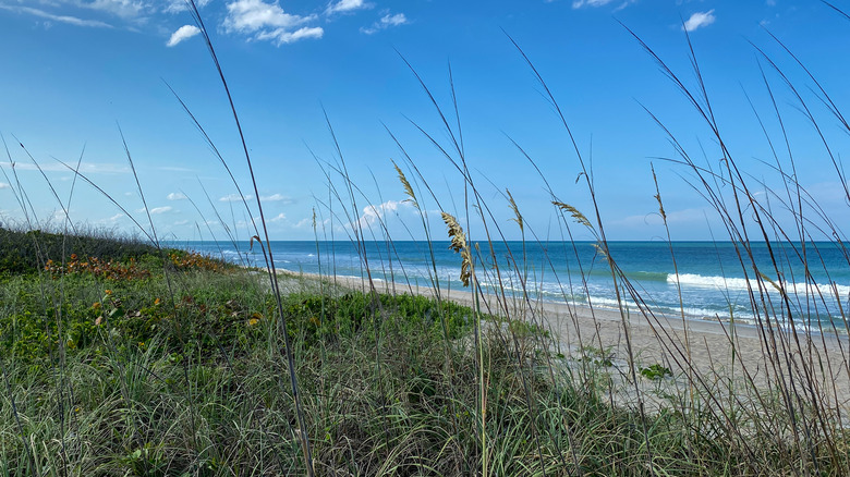 grassy North Hutchinson Island