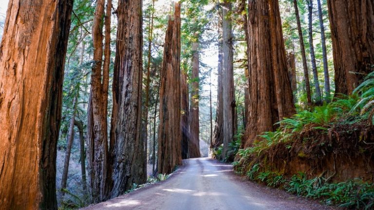 Redwood trees road California