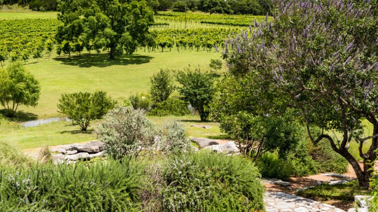 Vineyard in Texas Hill Country