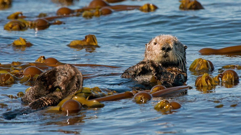 Sea otter at Kachemak Bay State Park