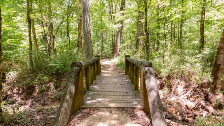 Pine Ridge Loop in Caddo Lake State Park