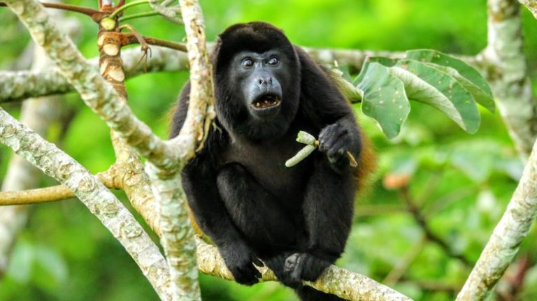 Howler monkey in tree