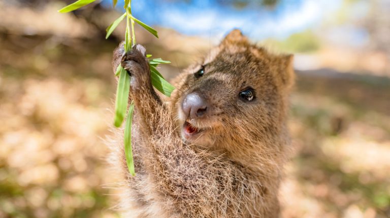 Quokka on Rottnest Island, Australia