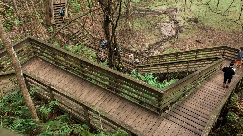 Devil's Millhopper boardwalk Gainesville Florida