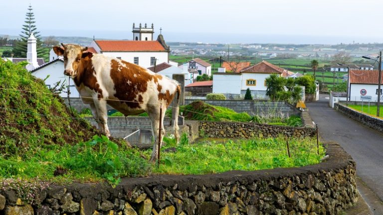 Terceira cow