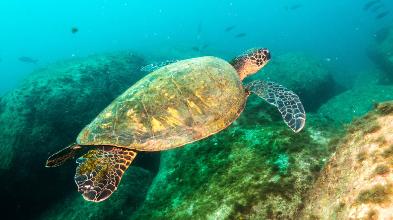 Turtle swimming underwater