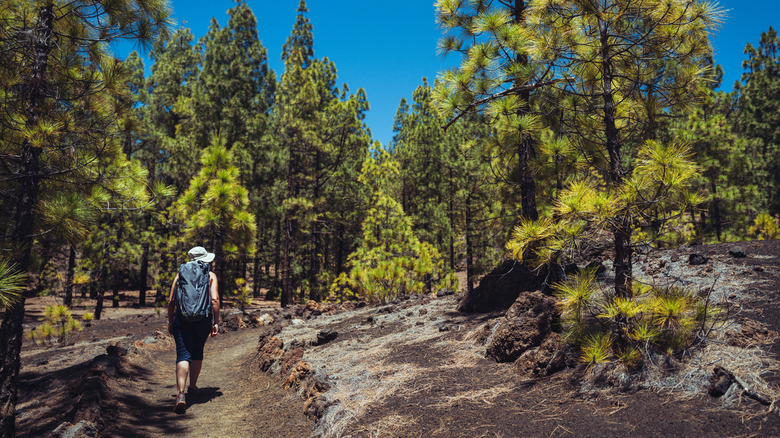 Backpacker hiking among trees