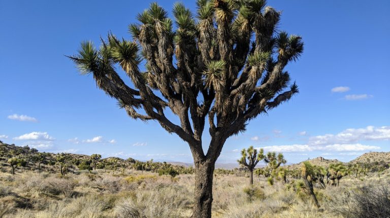 joshua tree black rock canyon