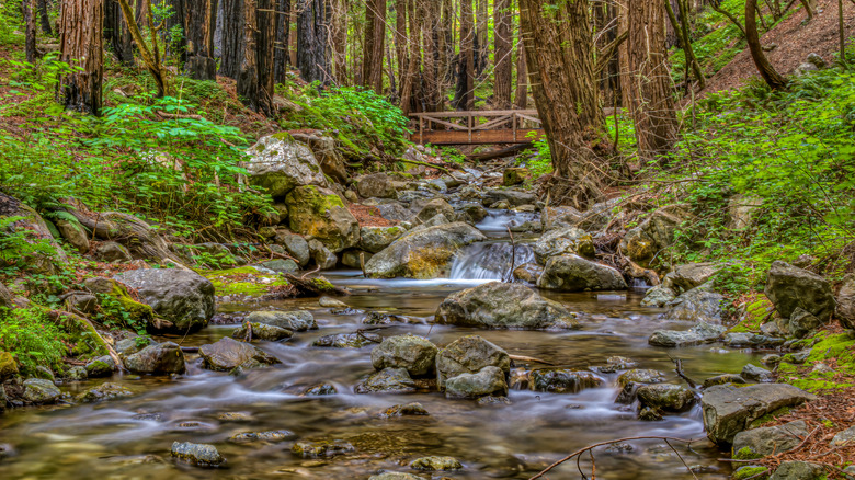 Footbridge in Julia Pfeiffer Burns State Park