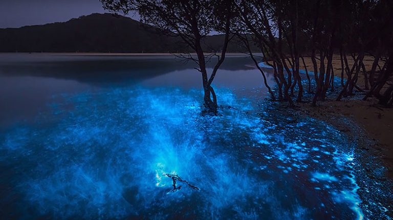 Glowing waters of Luminous Lagoon