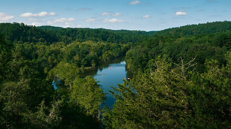 River surrounded by trees