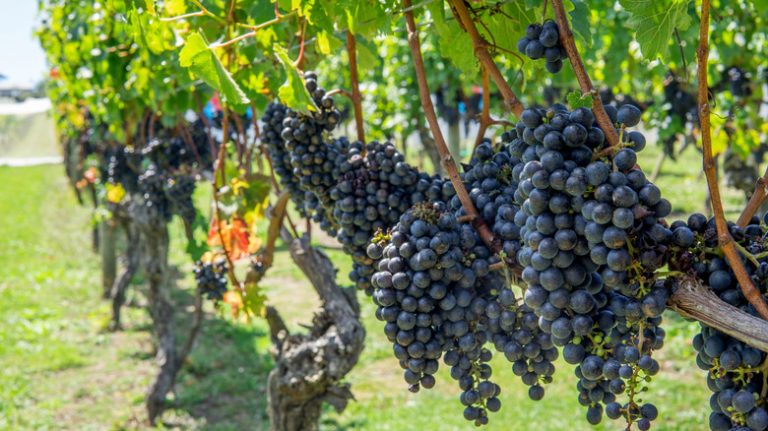 grapes on waiheke island