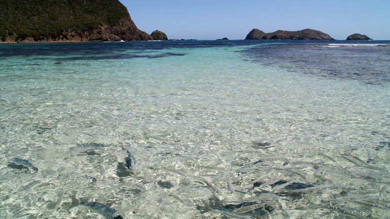 Fish at Ned's beach