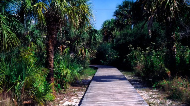 Caladesi Island Boardwalk Palm Trees