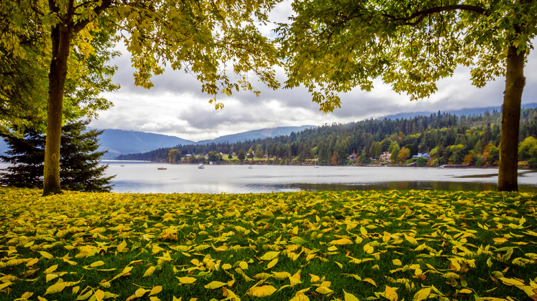 Sequim nature water and trees