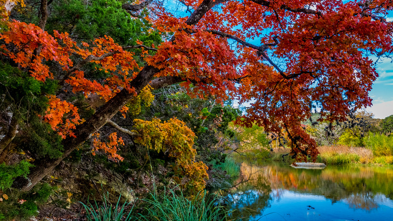 Lost Maples Forest, Vanderpool, Texas