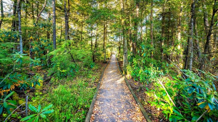 Cranberry Glades Botanical Area