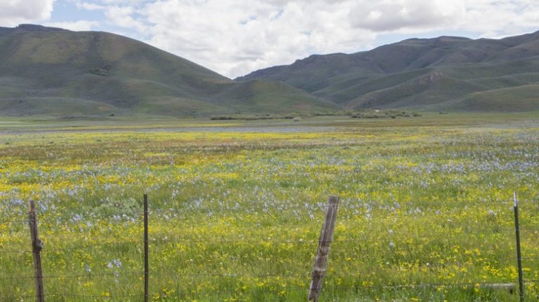 View over Camas Prairie