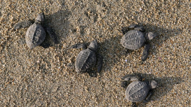 Turtle hatching in Mexico