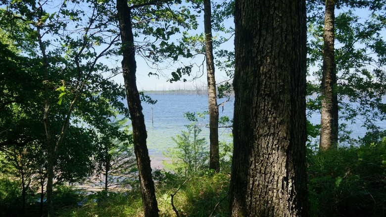 Bayou Bartholomew through trees shadows