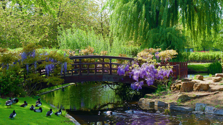 Bridge in Regent's Park, London