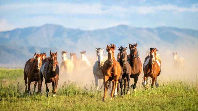 Horses gallop over grass