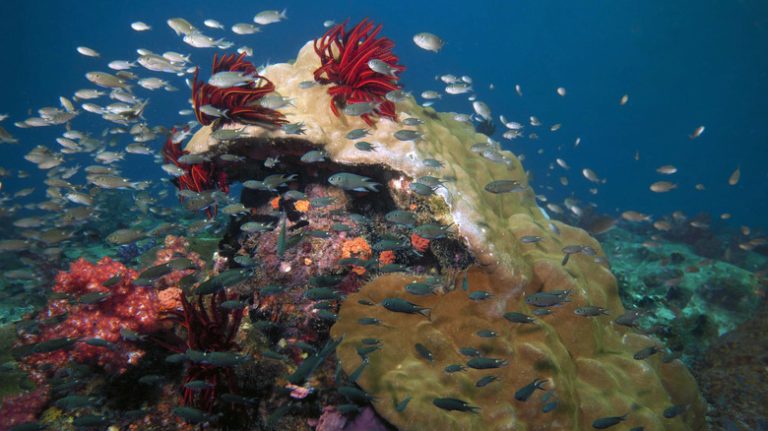 Coral and fish near Pulau Tioman