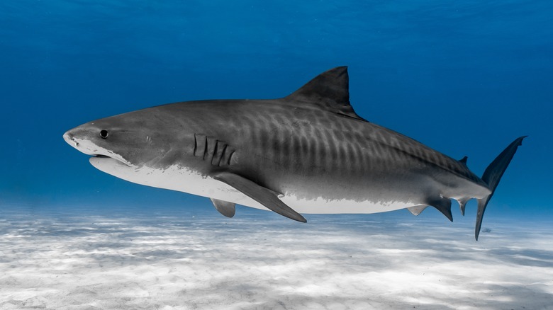 Tiger shark in the sea